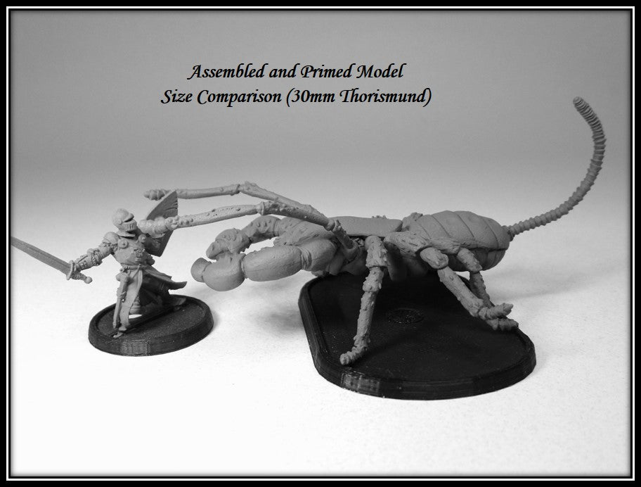 Giant Whiptail Scorpion