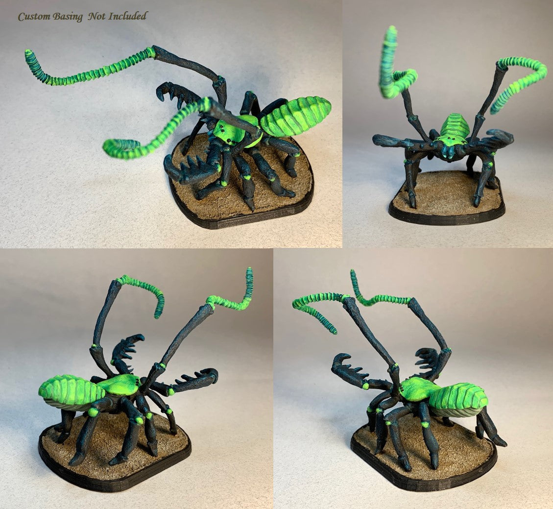 Huge Whip Pedipalp