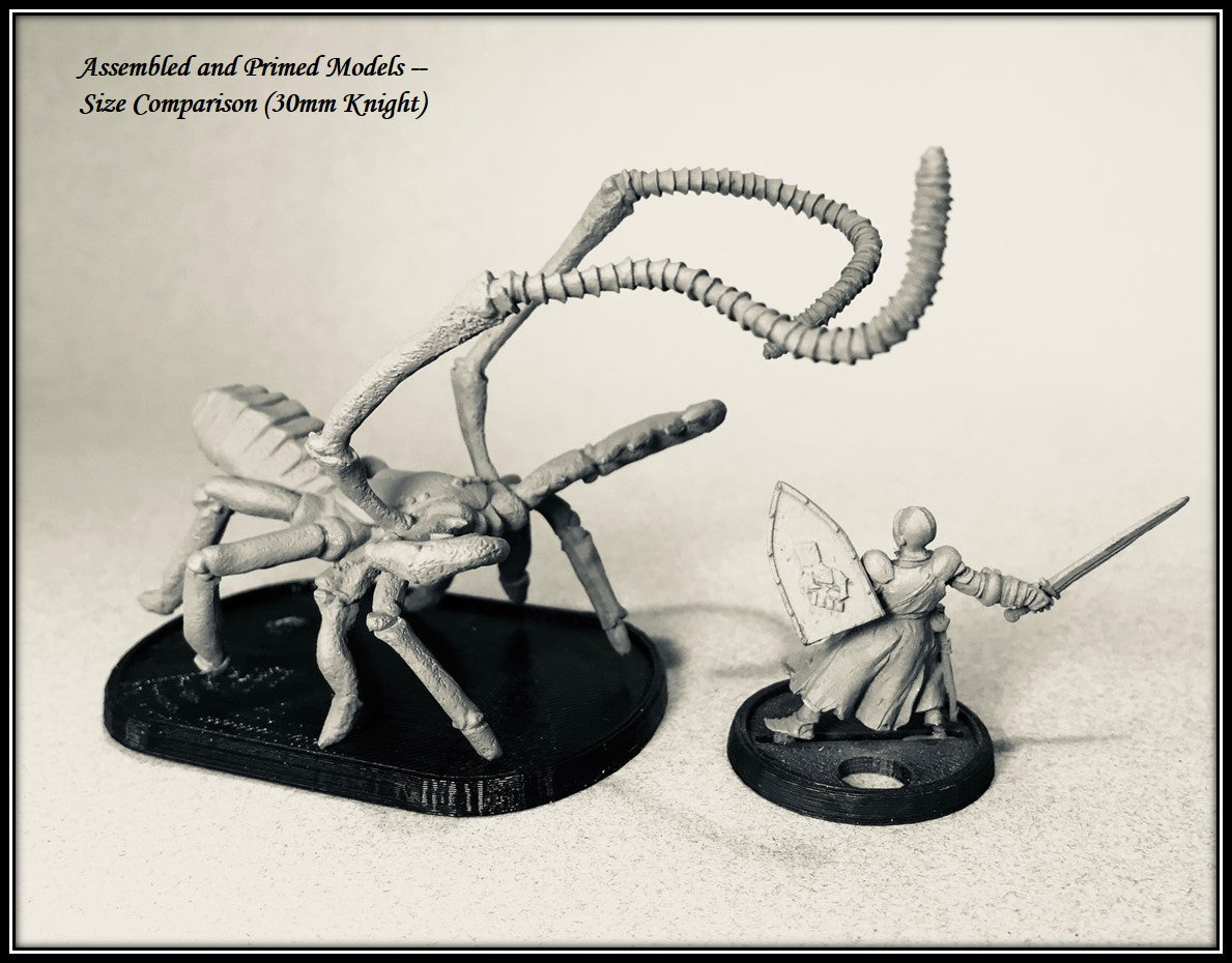 Huge Whip Pedipalp